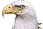 picture of bald eagle head facing west